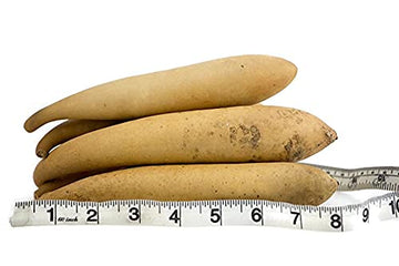 Box of Banana Gourds -10 Dried gourds - Perfect for Crafting