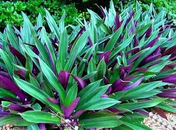 Dezicakes Two Outdoor Live Plants- Oyster Plant Purple & Green - Grows to Medium Height Outdoor Plant- Young Small Plant