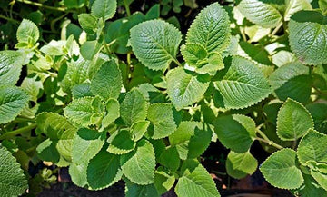 Dezicakes Three Outdoor Live Organic Herb Plants- Mexican Oregano Live Herbal Plants- Grows to Large Size Bush Outdoor Plant- Young Small Plant Cuttings 3-4 inches Tall
