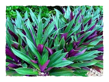 Dezicakes SIX Outdoor Live Plants- Oyster Plant Purple & Green - Grows to Medium Height Outdoor Plant- Young Small Plant