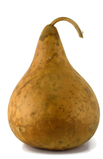 Gourd, Purple Martin, Dried and Ready for Crafting
