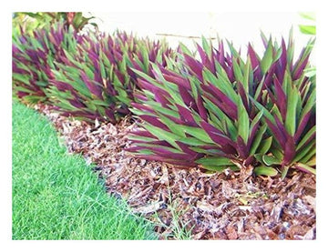 Dezicakes Ten Outdoor Live Plants Special- Oyster Plant Purple & Green - Grows to Medium Height Outdoor Plant- Young Small Plant