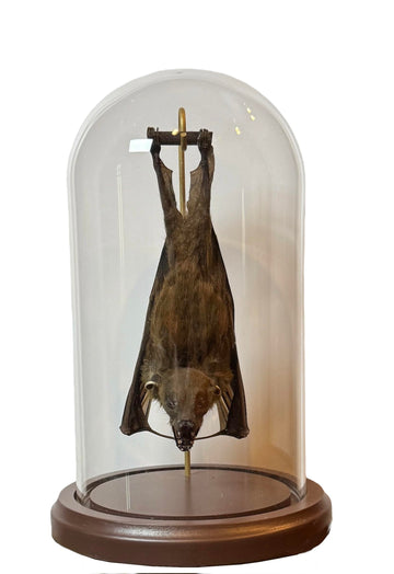 Hanging Bat in Ready to Fly Position - Cynopterus brachyotis in a Glass Dome - Unique Hanging Display - Genuine Preserved Fruit Bat - Elegant Glass Dome Display - Natural Specimen