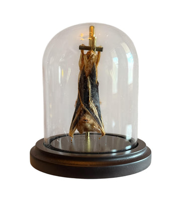 Small Hanging Bat In a Glass Dome Kerivoula picta - Preserved Specimen - Science Specimen - Oddities – Gothic
