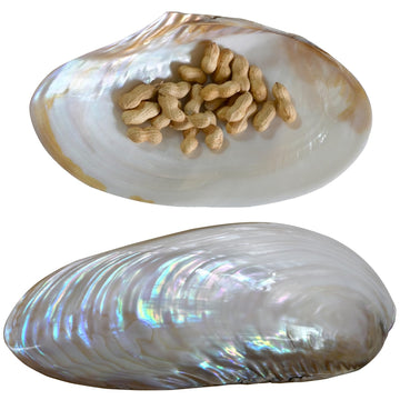 OSHELOKiii 2pcs Natural Large Clam Seashell Decorative Bowl for Home Decor