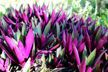 Dezicakes Three Outdoor Live Plants- Oyster Plant Purple & Green - Grows to Medium Height Outdoor Plant- Strong Young Small Plants